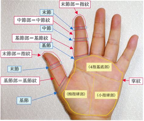 手指紋路 手相